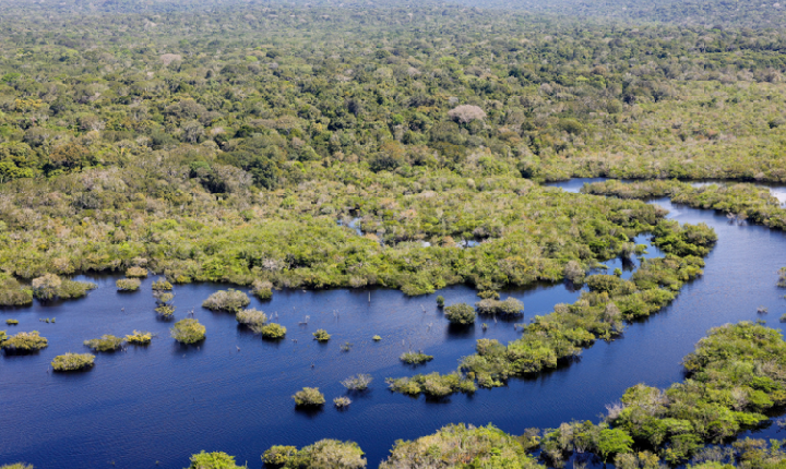 Governo do Brasil seleciona 11 projetos para restaurar quase 3 mil hectares na Amazônia Legal