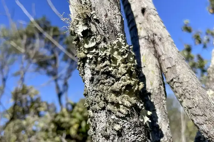 Reserva Ecológica do IBGE no DF passa a ter gestão apoiada pelo ICMBio